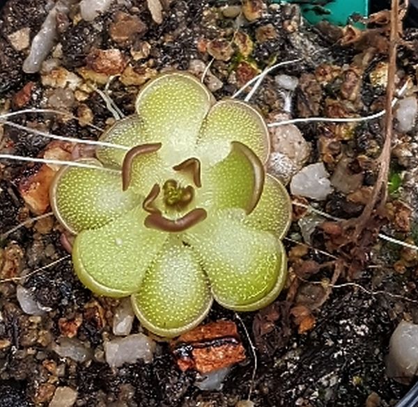 Fettkraut, Pinguicula gracilis, aduld, ungetofter Versand