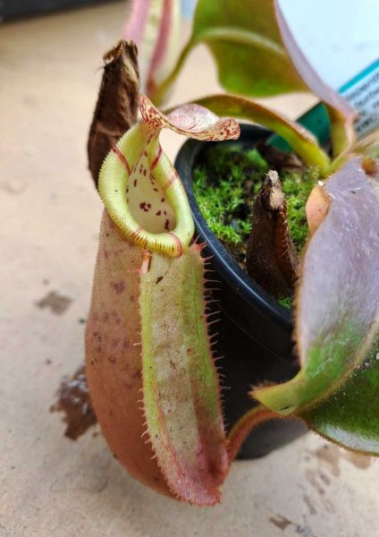 Nepenthes (veitchii x burbidgeae) x veitchii "Batu Lawi" aus Samen 10cm+ ungetopft