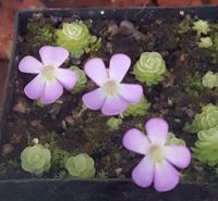 Fettkraut, Pinguicula ehlersiae Mexiko aduld, im Rundtopf Fettkraut, Pinguicula ehlersiae Mexiko aduld, im Rundtopf
