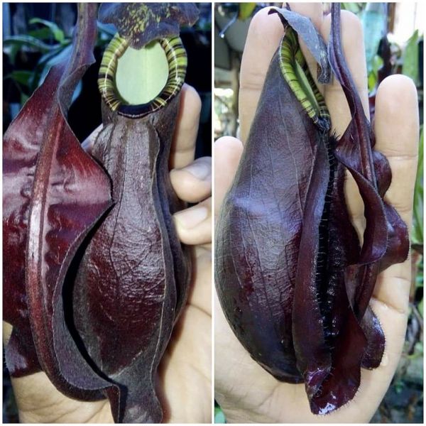 N. (mirabilis wing x ((mirabilis wing x (Viking x ampullaria Black))) F2 20 Samen 08/21 789