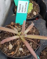 Pflanze dieser Kreuzung Pflanze dieser Kreuzung