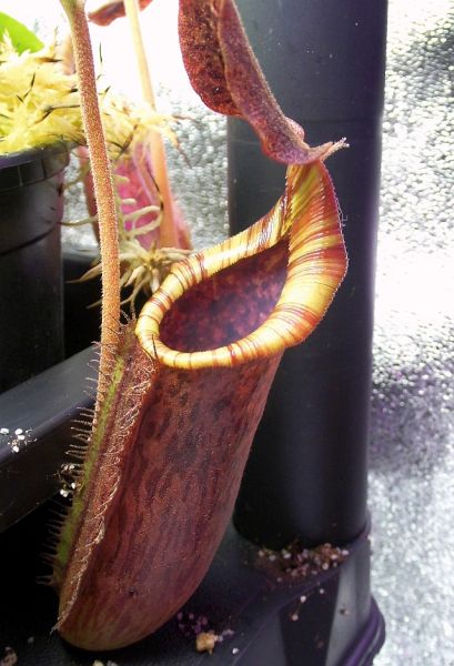 Nepenthes minima x lowii ca. 30cm Durchmesser (ungetopft)