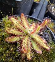 Einzelpflanze dieser Art, in etwas die angebotene Größe von 3-4cm Einzelpflanze dieser Art, in etwas die angebotene Größe von 3-4cm