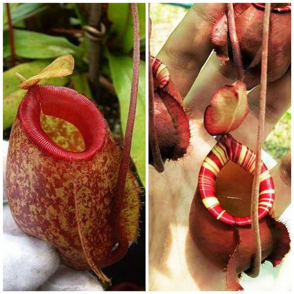 Nepenthes (thorelii x ampullaria) x ((Viking x (northiana x veitchii), 25 Samen, 11/2018