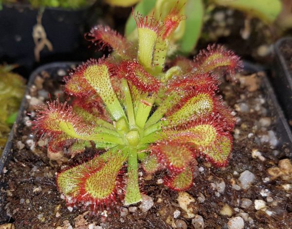 Drosera venusta - George / Oudtshorn Südafrika