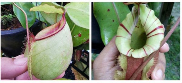 N. (viking x ampullaria green) x ((viking x ampullaria) x veitchii)