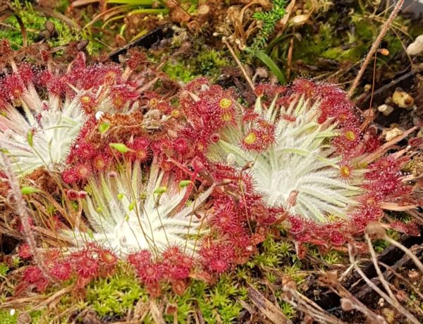 Drosera lanata
