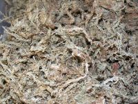 Vorschau: Sphagnummoos, getrocknet, natur, 2,5 Liter Vorschau: Sphagnummoos, getrocknet, natur, 2,5 Liter