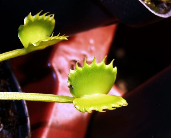 Venusfliegenfalle (Dionaea muscipula) Klon "Werewolf" S-M 4-5cm