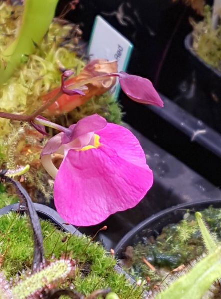 Wasserschlauch Utricularia quelchii