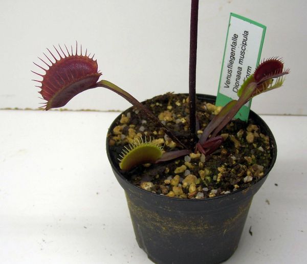 Venusfliegenfalle rote Form (Dionaea muscipula) Größe S-M- wurzelnackt ungetopft