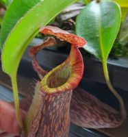 letzte Kanne der angebotenen Pflanze letzte Kanne der angebotenen Pflanze