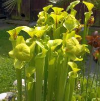 blühende S. flava blühende S. flava