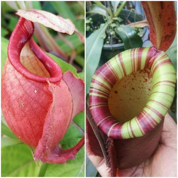 N. Viking x (ampullaria striped x northiana) 20 Samen 07/2021 663