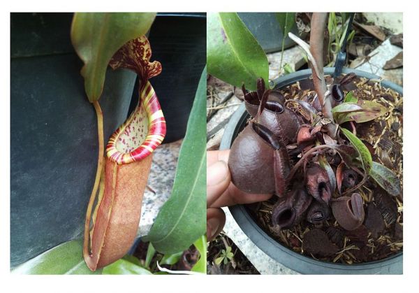 Nepenthes (mirabilis x veitchii) x (Viking x ampullaria Black Miracle), Samen 25, 09/2018