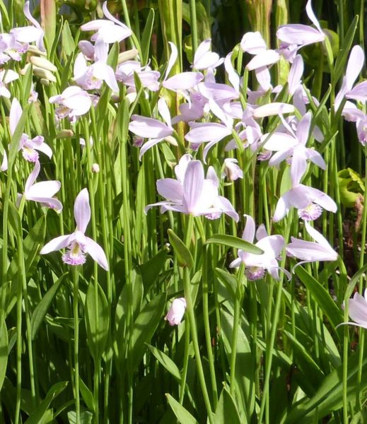 Pogonia ophioglossoides, Moororchidee im 7cm Rundtopf