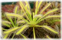 Drosera capensis (Sonnentau) alba Form Drosera capensis (Sonnentau) alba Form