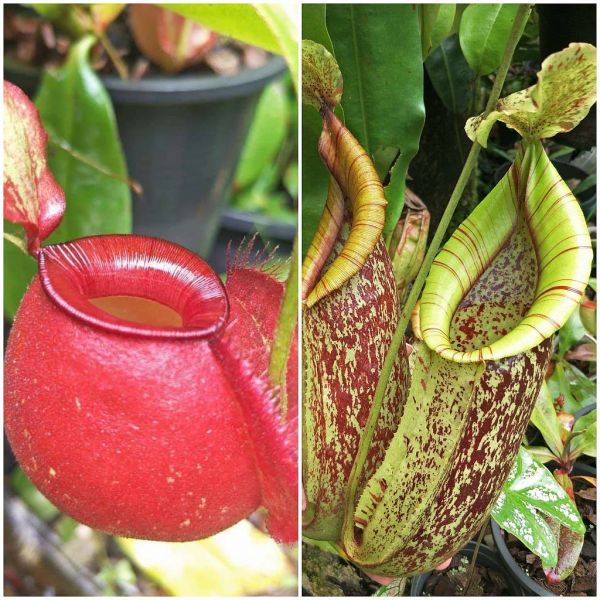 N. (Viking x ampullaria) x dyeriana 20 Samen 08/2021 772