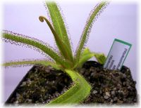 Drosera regia (Königs-Sonnentau) L-XL Drosera regia (Königs-Sonnentau) L-XL