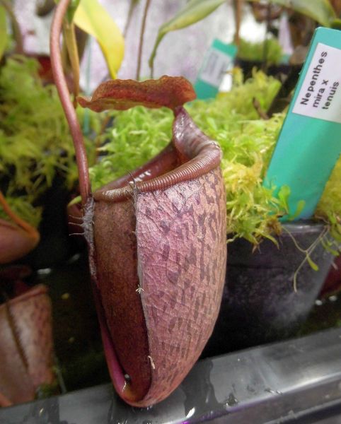 Nepenthes mira x tenuis, ca. 20cm+, weiblich (ungetopft)