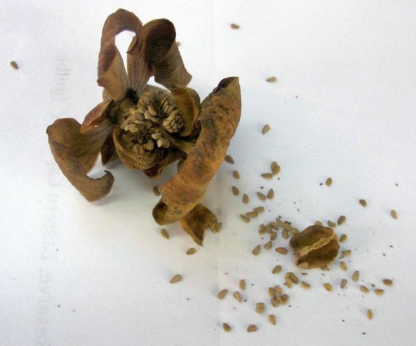 Sarracenia purpurea 30+ Samen Ernte 2025