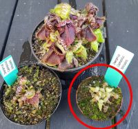 Zwergkrug Cephalotus follicularis, Jungpflanze, juvenil, klein Zwergkrug Cephalotus follicularis, Jungpflanze, juvenil, klein