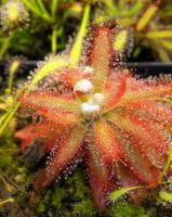 Drosera graomologensis (Sonnentau), Brasilien Jungpflanze Drosera graomologensis (Sonnentau), Brasilien Jungpflanze