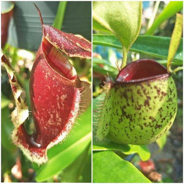 N. (mirabilis wing x (viking x rafflesiana)) x ampullaria red spot 20 Samen 03/202211