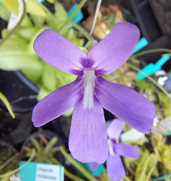 Fettkraut, Pinguicula moranensis Molango, blühfähig, im Rundtopf