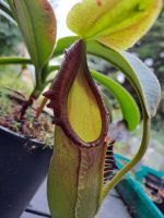 Nepenthes bongso (Hochland-Nepenthes) Größe M 25cm Nepenthes bongso (Hochland-Nepenthes) Größe M 25cm