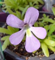 Fettkraut, Pinguicula gracilis x moctezumae, 3 Pflanzen, ungetopft Fettkraut, Pinguicula gracilis x moctezumae, 3 Pflanzen, ungetopft