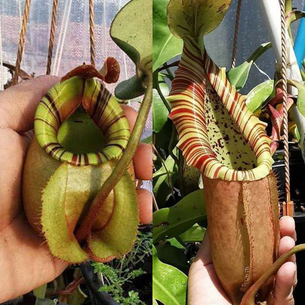 N. ((Viking x Ampullaria red strip) x Veitchii Bario)) x (northiana x veitchii) 25 Samen 10/2020