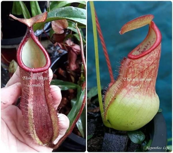 Nepenthes thorelii `Thepha` x thorelii Àmpon`, 25 Samen, 11/2018