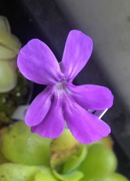 Fettkraut, Pinguicula gypsicola x hemiepiphytica, Größe M-L, ungetopft