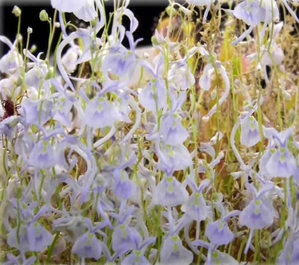 Wasserschlauch Utricularia sandersonii, Südafrika