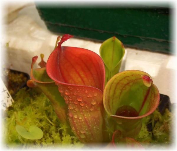 Heliamphora minor (Auyan Tepui) M-L ca. 6cm+