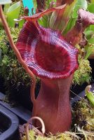 Nepenthes x Briggsiana (N. ventricosa x N. lowii) Größe M 15cm Nepenthes x Briggsiana (N. ventricosa x N. lowii) Größe M 15cm