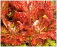 Drosera spatulata, rote Form aus Neuseeland  Drosera spatulata, rote Form aus Neuseeland