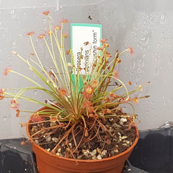 Drosera petiolaris "pin-cushion form" 