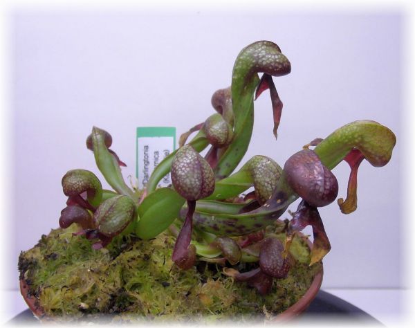 Darlingtonia carlifornica (Kobralilie) Größe S ca. 5-8cm juvenil