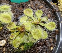 Drosera collinsiae Südafrika Drosera collinsiae Südafrika