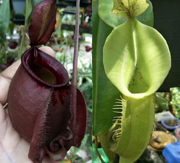 Nepenthes (Viking x ampullaria black miracle ) x (veitchii x fusca) 25 Samen, 01/2019