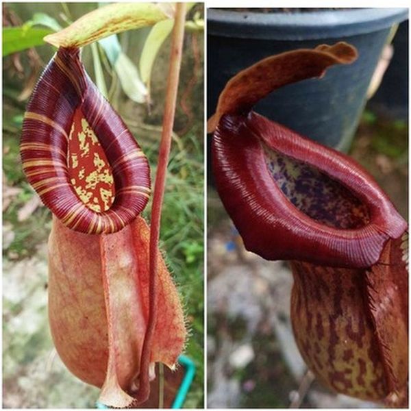 N. ((Viking x rafflesiana) x northiana) x (boschiana x Gothica) 20 Samen 07/2021 591