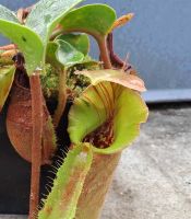 Nepenthes robcantleyi x truncata Highland Red aus Samen, Größe S ca. 3-5 cm Nepenthes robcantleyi x truncata Highland Red aus Samen, Größe S ca. 3-5 cm