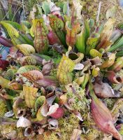 Schlauchpflanze Sarracenia purpurea aduld XL 25cm+ blühfähig, aus dem Freiland, siehe Beschreibung Schlauchpflanze Sarracenia purpurea aduld XL 25cm+ blühfähig, aus dem Freiland, siehe Beschreibung