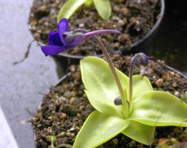 winterhartes Fettkrau Pinguicula grandiflora