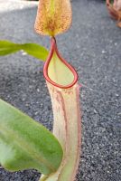 Nepenthes albomarginata x ? (Hybride) ca. 30cm ungetopft Nepenthes albomarginata x ? (Hybride) ca. 30cm ungetopft
