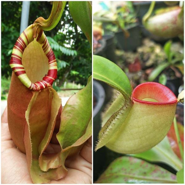 N. ((mirabilis wing x ampullaria Black) x sumatrana) x ampullaria green Hot Lips 20 Samen 08/21 716