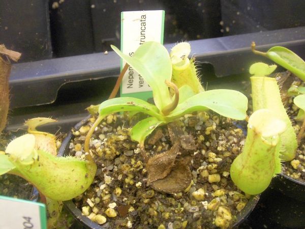 Nepenthes ventricosa x truncata highland red, Größe S ca 6cm+