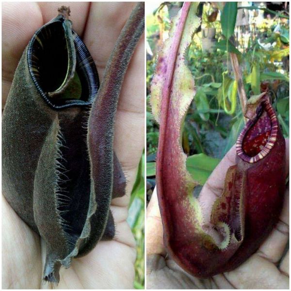 N. (mirabilis wing x (Viking x ampullaria Black Miracle)) x (mirabilis wing x rafflesiana) 20 Samen